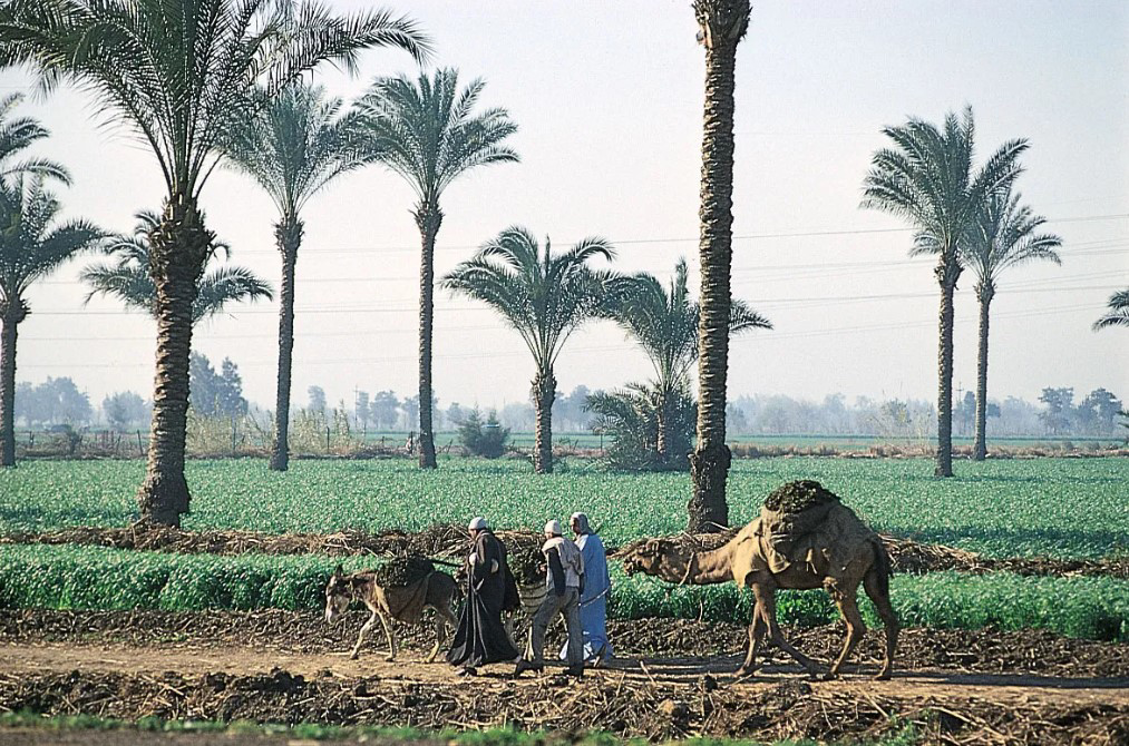 دماء الميراث  ثاني أيام رمضان.. شقيق ينهي حياة شقيقه  في الأقصر